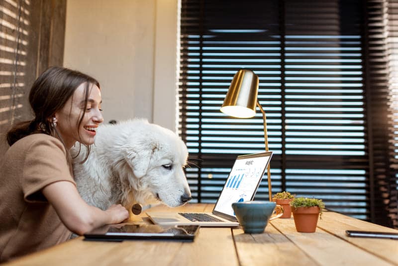 Eine Frau mit ihrem Hund am Schreibtisch am Laptop